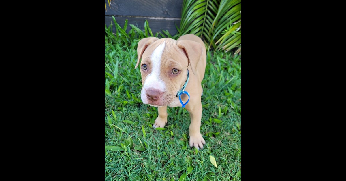 Adopt Mackenzie from Hervey Bay QLD AdoptADog