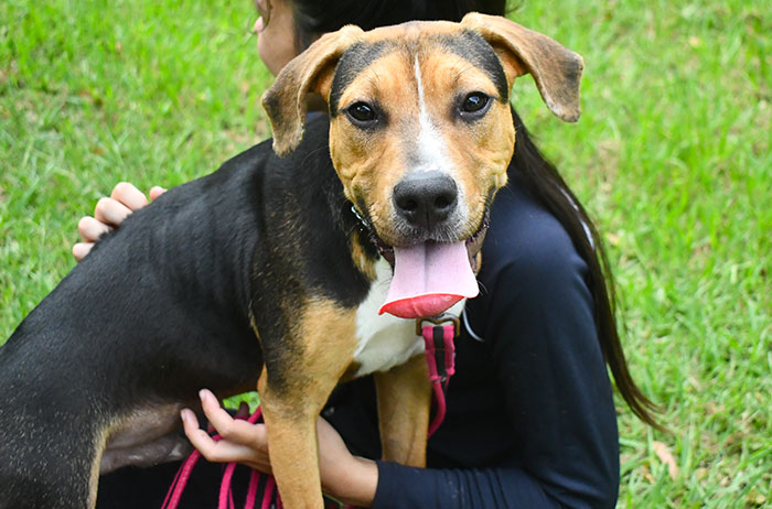 Adopt Bagel from Campbelltown NSW Adopt A Dog