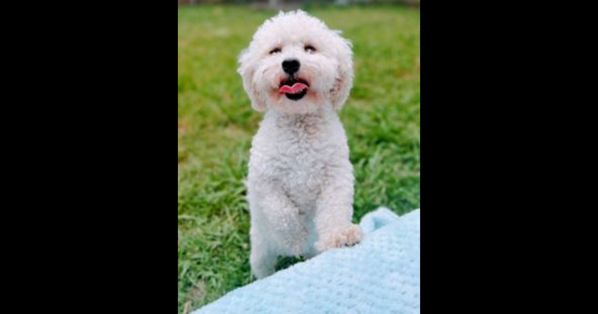 Adopt Bella from Brisbane QLD AdoptADog