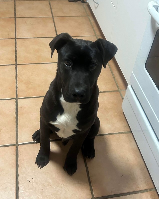 Adopt March from Bathurst NSW AdoptADog