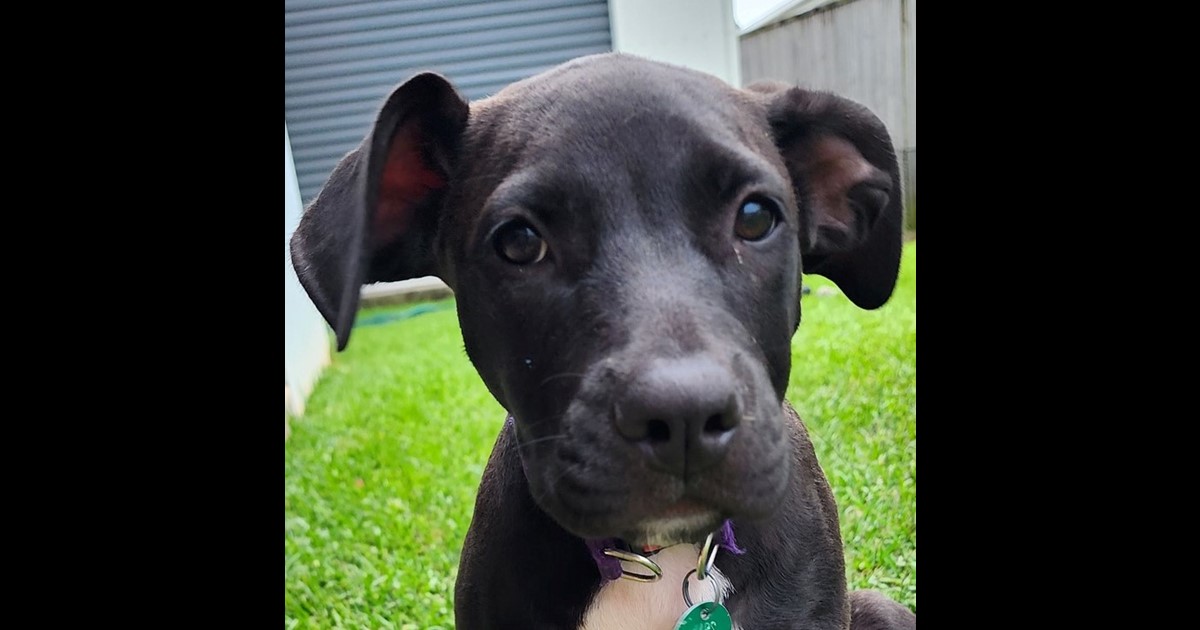 Adopt Lila from Mackay QLD AdoptADog