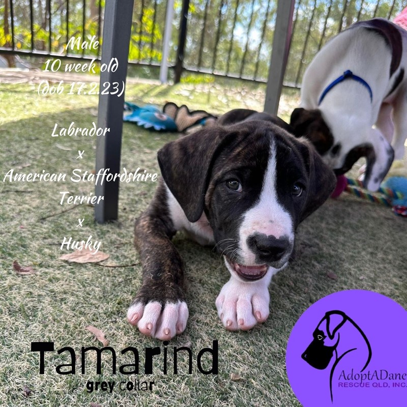 Adopt Tamarind grey collar from Brisbane QLD Adopt A Dog