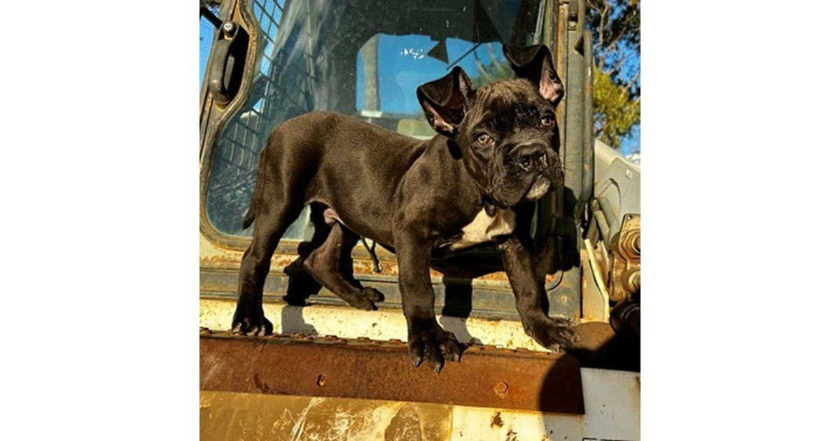 Adopt Toro from Mandurah WA AdoptADog