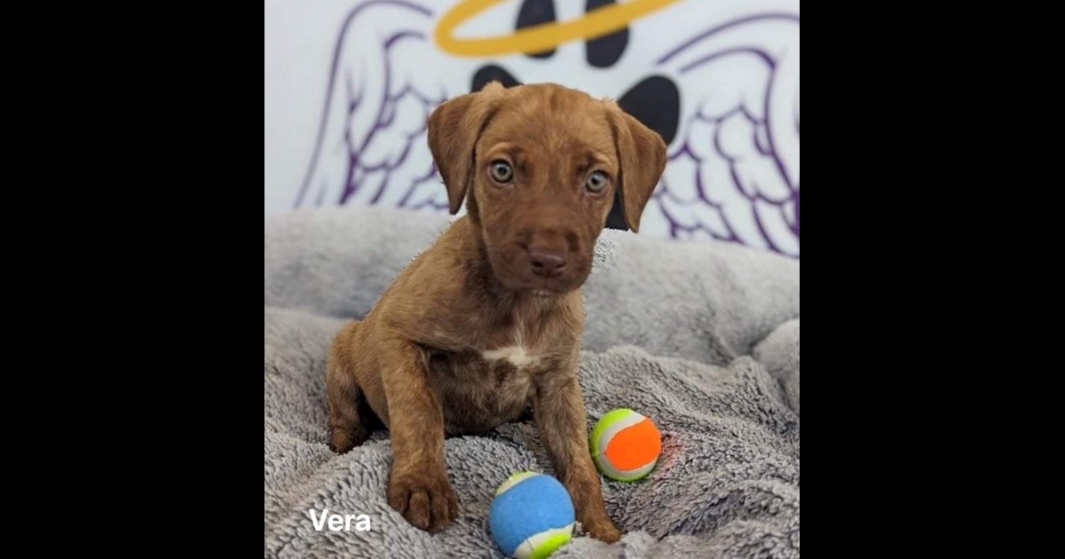 Adopt Vera from Townsville QLD | Adopt-A-Dog