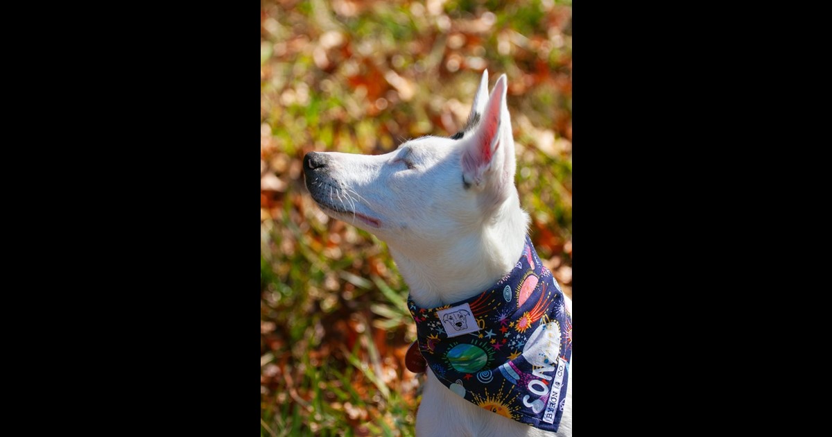 Adopt Sonar from Canberra ACT AdoptADog