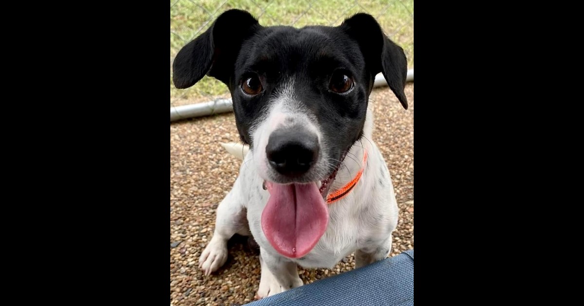 Adopt Cheeko from Townsville QLD | Adopt-A-Dog