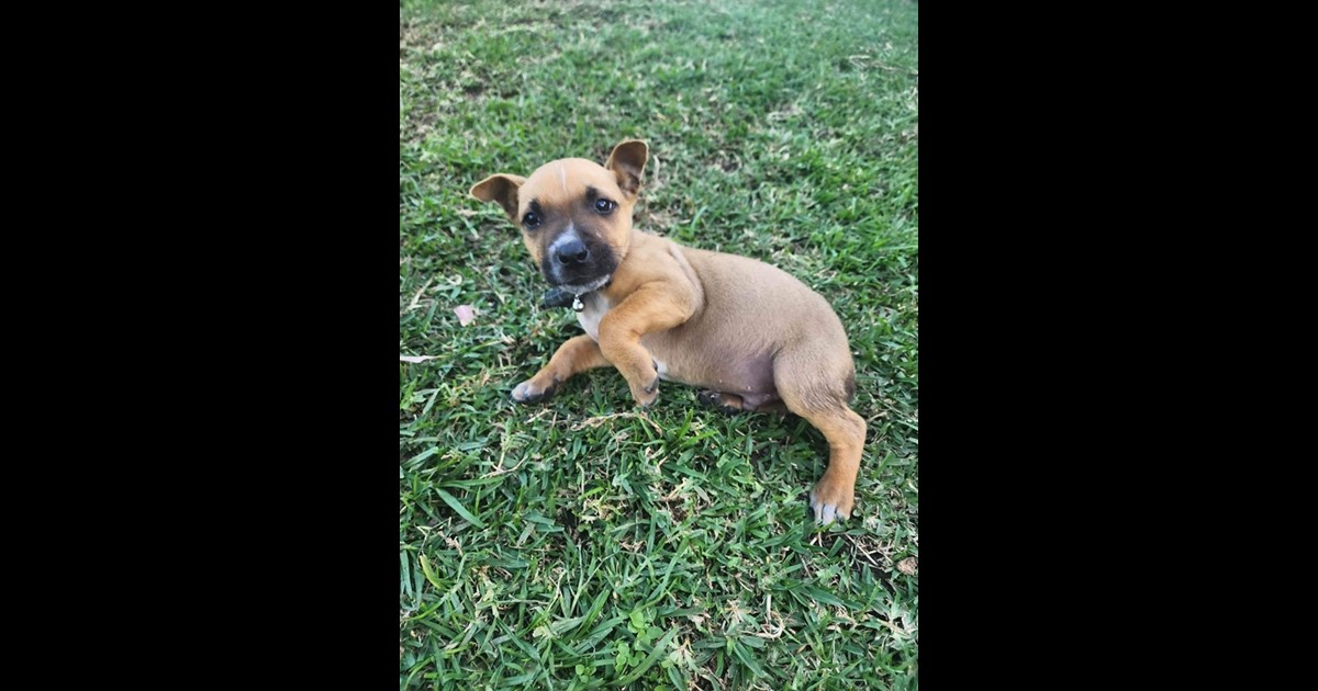 Adopt Roger from Newcastle NSW AdoptADog