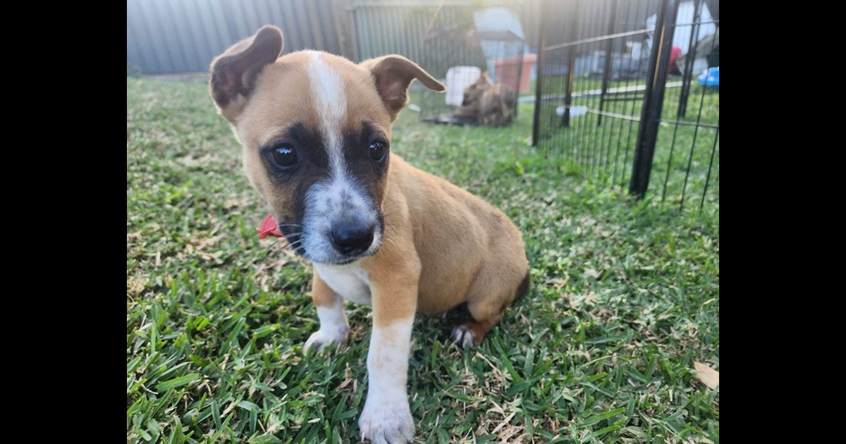 Adopt Matty from Newcastle NSW AdoptADog