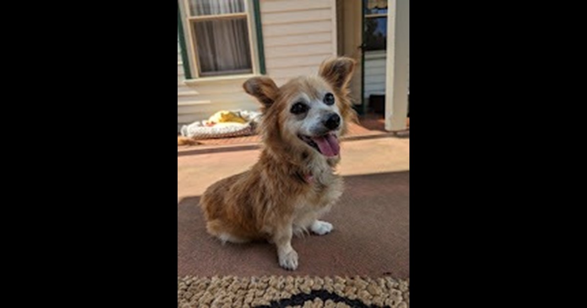 Adopt Phi Phi from Frankston VIC AdoptADog