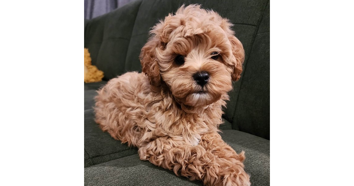 Adopt Moe from Brisbane QLD AdoptADog