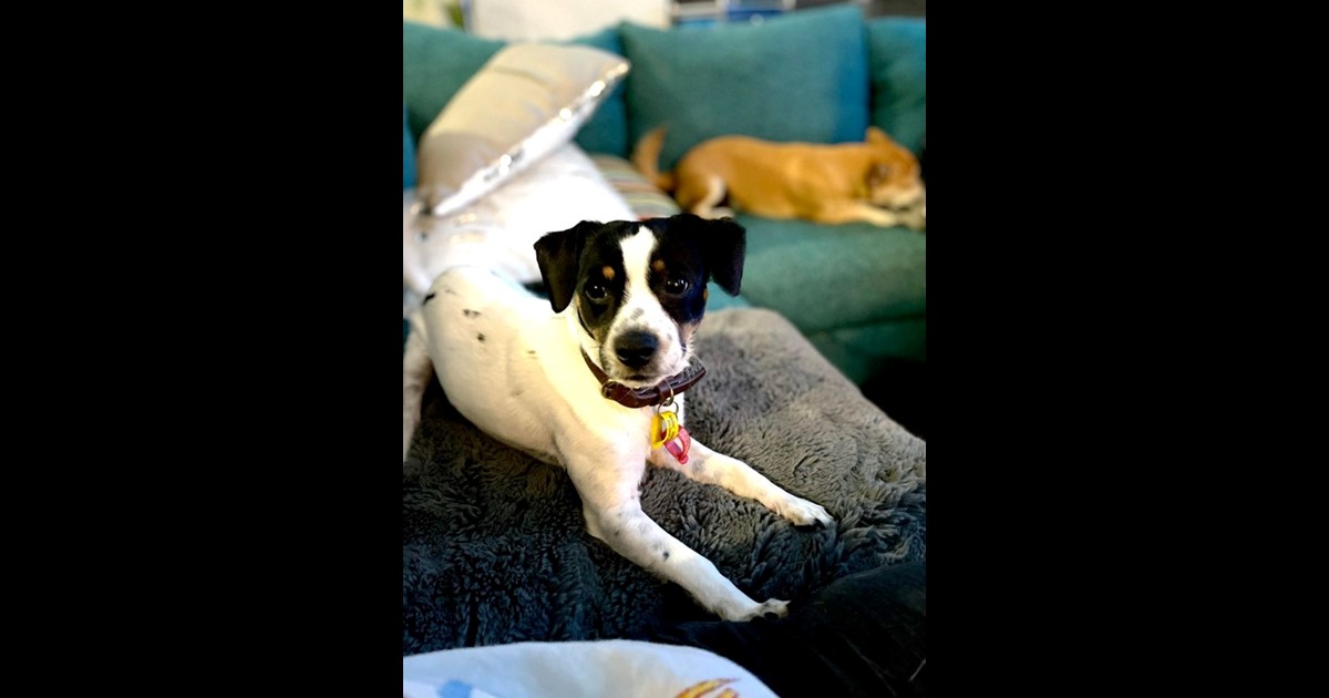 Adopt Ulysses from Busselton WA AdoptADog