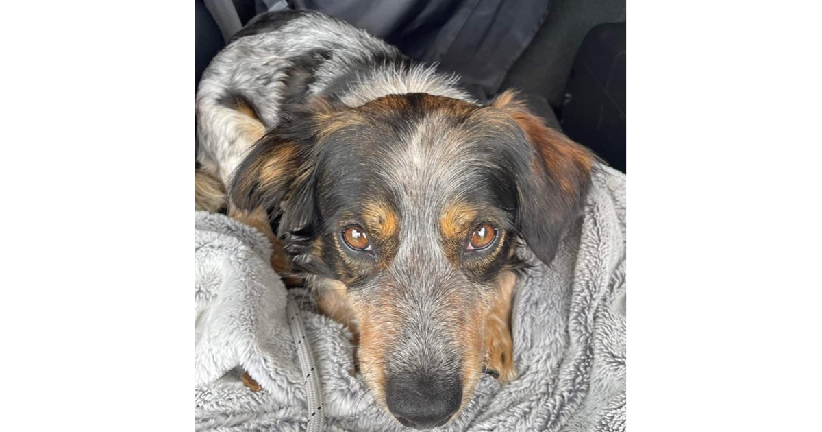 Adopt Zucchini from Traralgon VIC AdoptADog