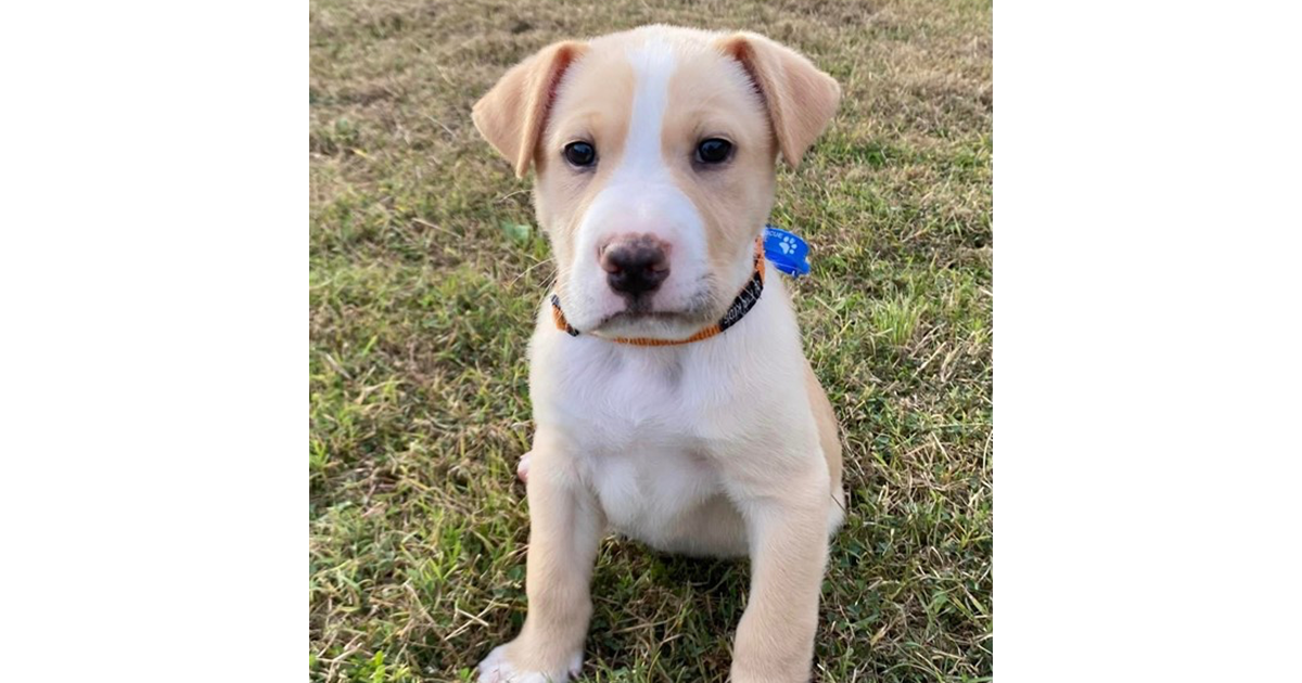 Adopt Utah from Hervey Bay QLD AdoptADog