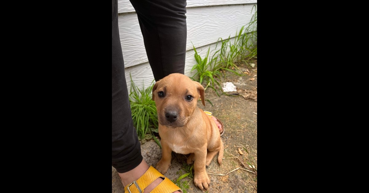 Adopt Peaches from Denmark AdoptADog