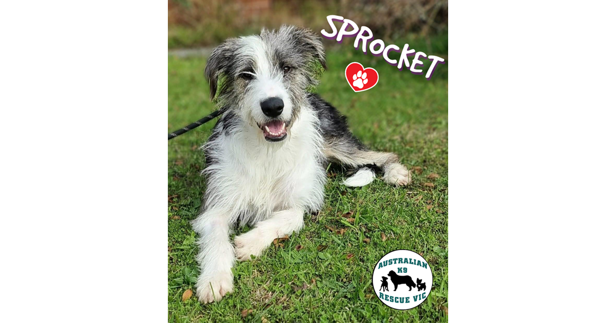 Adopt Sprocket from BUNDOORA VIC AdoptADog