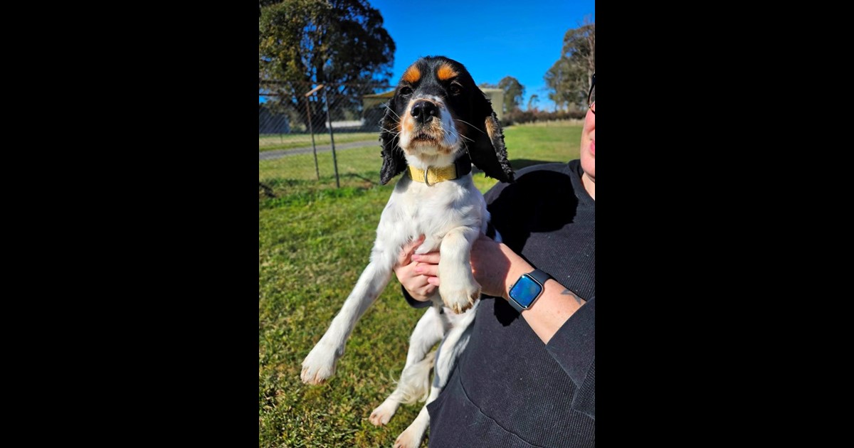 Adopt Raven from Batlow NSW AdoptADog