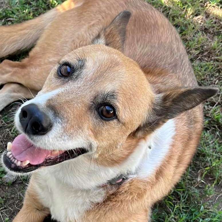 Adopt Emma from Mackay QLD AdoptADog