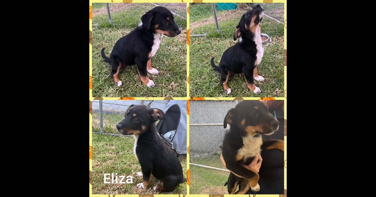 Adopt Eliza from Denmark AdoptADog