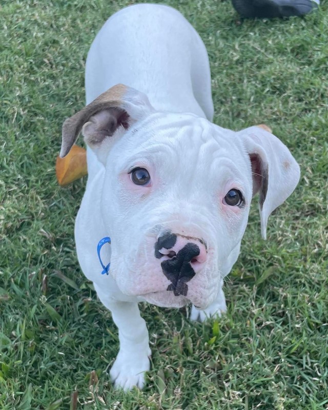 Adopt Havarti from Worongary QLD AdoptADog