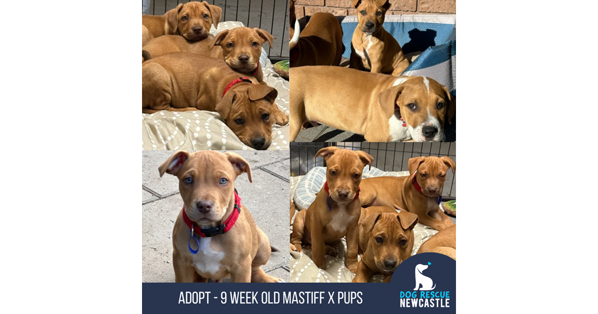 Adopt Jose (Trial) from Awaba NSW AdoptADog