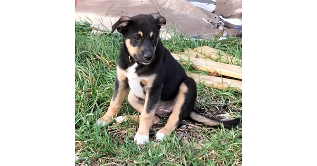 Adopt Malbec from Launceston TAS AdoptADog
