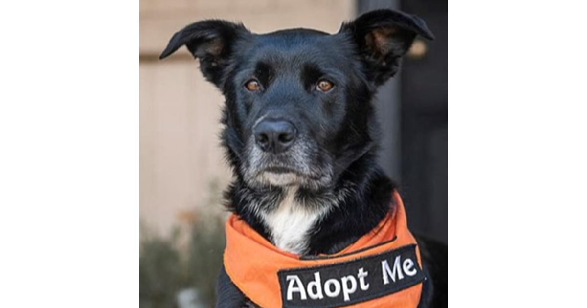 Adopt Detroit from Ipswich QLD | Adopt-A-Dog