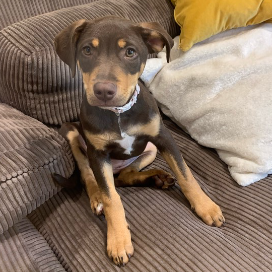 Adopt Royal from Adelaide SA AdoptADog