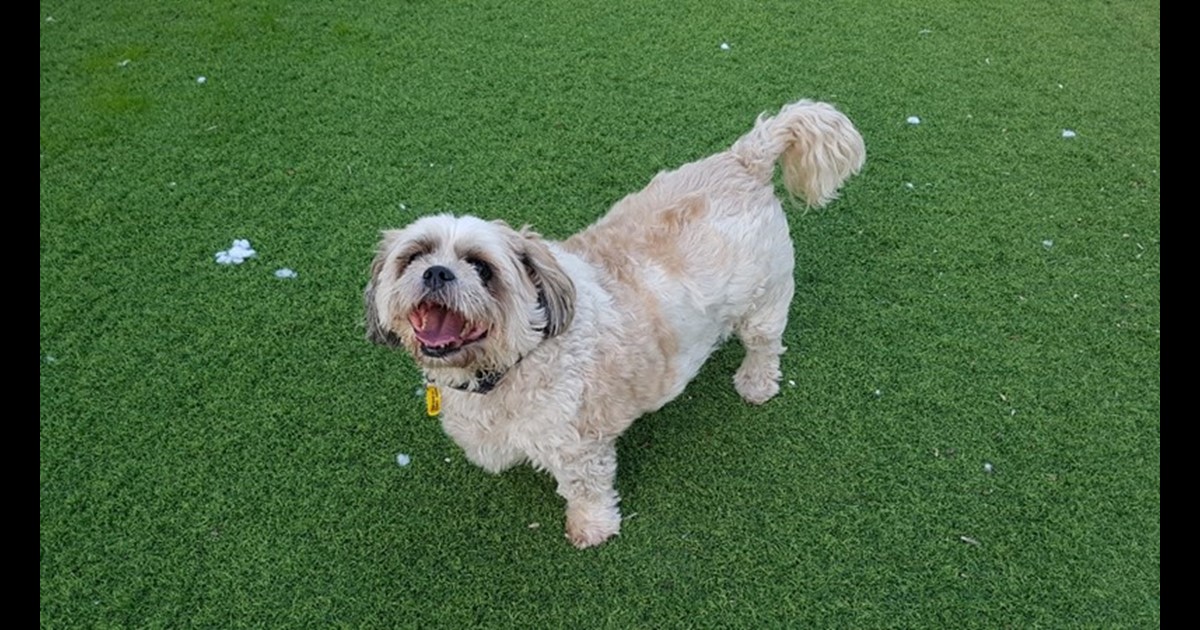 Adopt Rambo from Bunbury WA AdoptADog