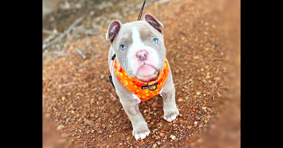 Adopt Bunny from Mandurah WA AdoptADog