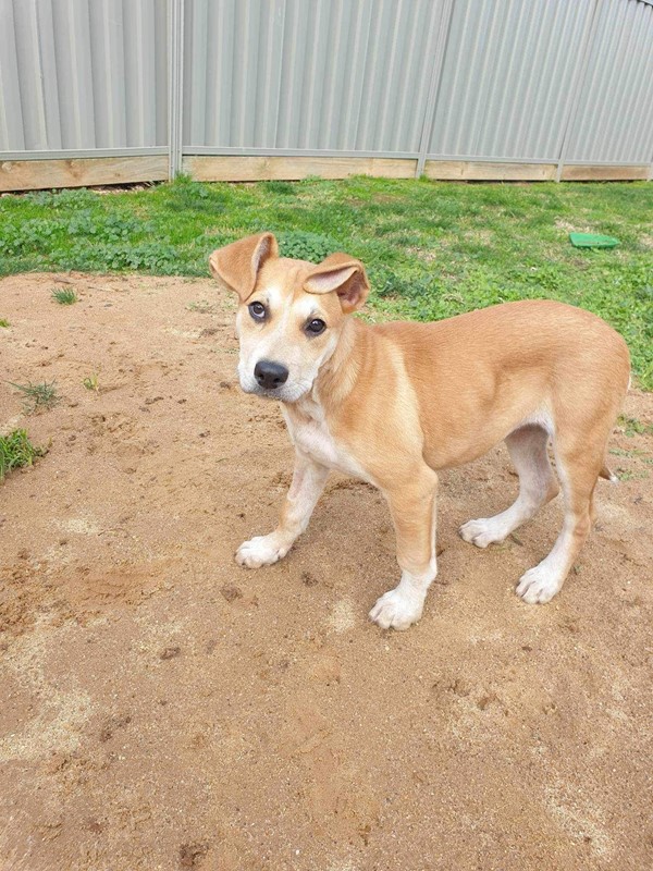Adopt Darla from Shepparton VIC AdoptADog