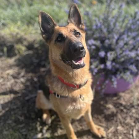 Adopt Willow from Adelaide SA AdoptADog