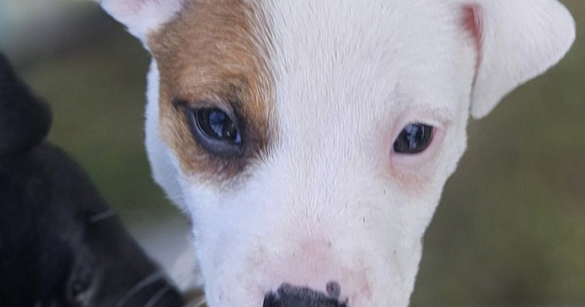 Java Baby Dogs Adopt Java from Perth WA | Adopt-A-Dog