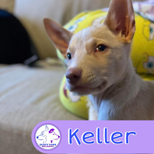 Adopt Keller from Christie Downs SA AdoptADog