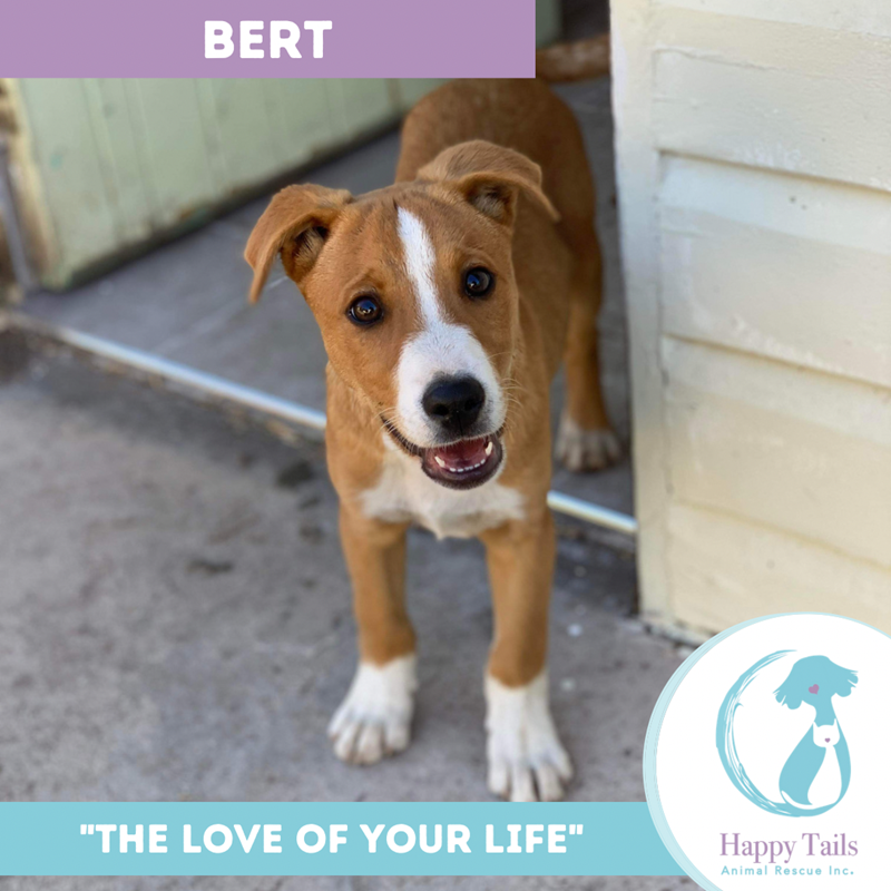 Adopt Bert from Bundaberg QLD Adopt A Dog