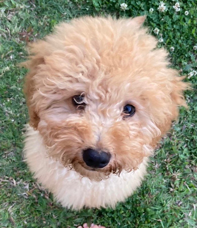 Adopt Miso from Brisbane QLD AdoptADog