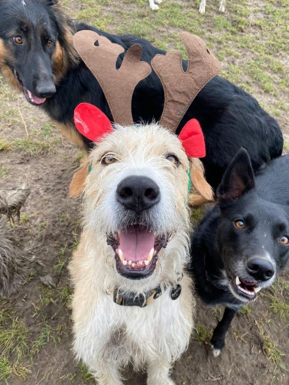 Adopt Bones Van Winkle (Adoption and/or Foster) from Pearcedale VIC