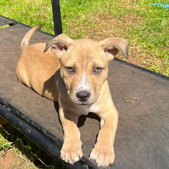 Adopt Roo from Adelaide SA AdoptADog