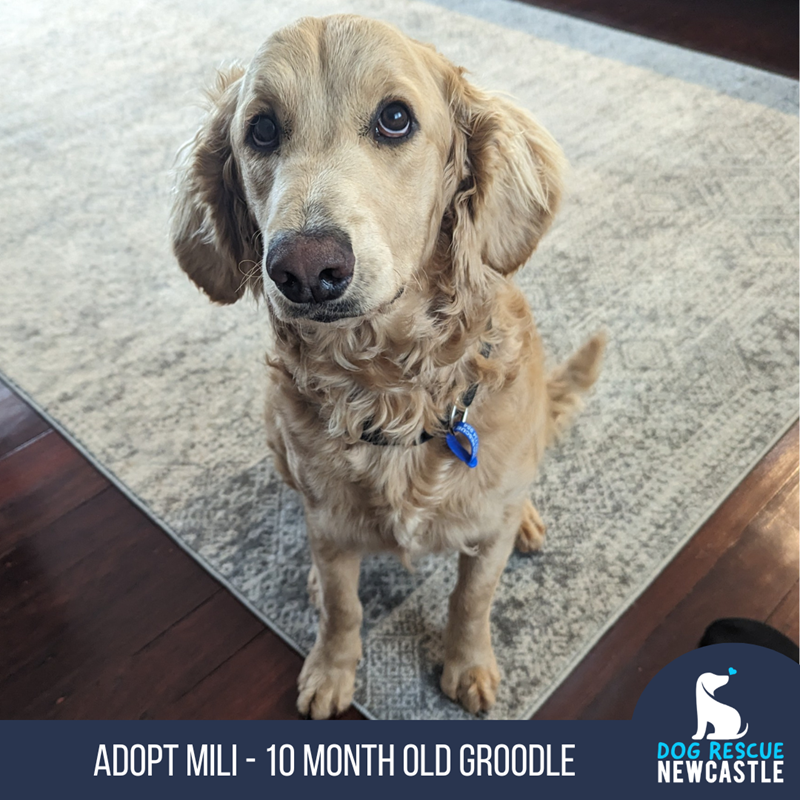 Groodle adoption best sale