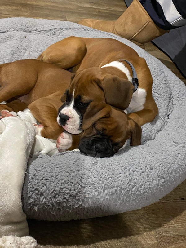 Adopt Moose from Ipswich QLD | Adopt-A-Dog