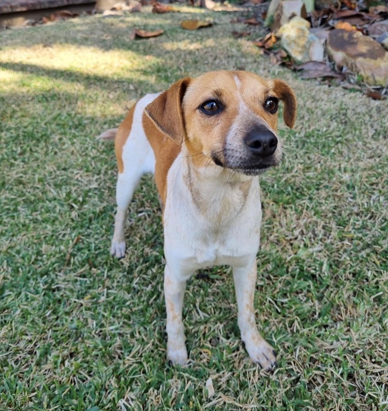 Adopt Harley from Petrie QLD AdoptADog