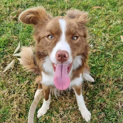 Honey sales border collie