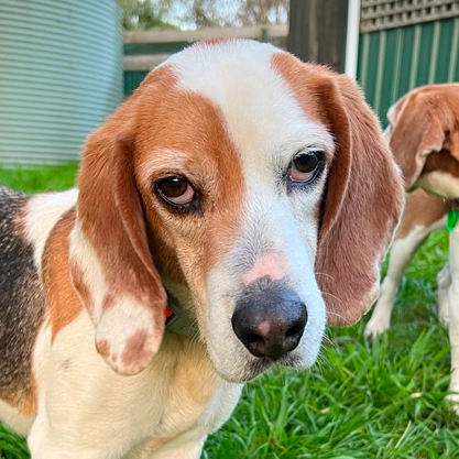 Adopt Peanut from Victoria VIC AdoptADog