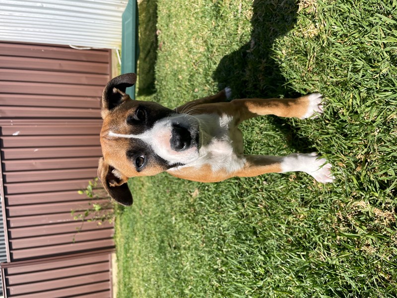 Adopt Rosemary from Claremont Meadows NSW AdoptADog