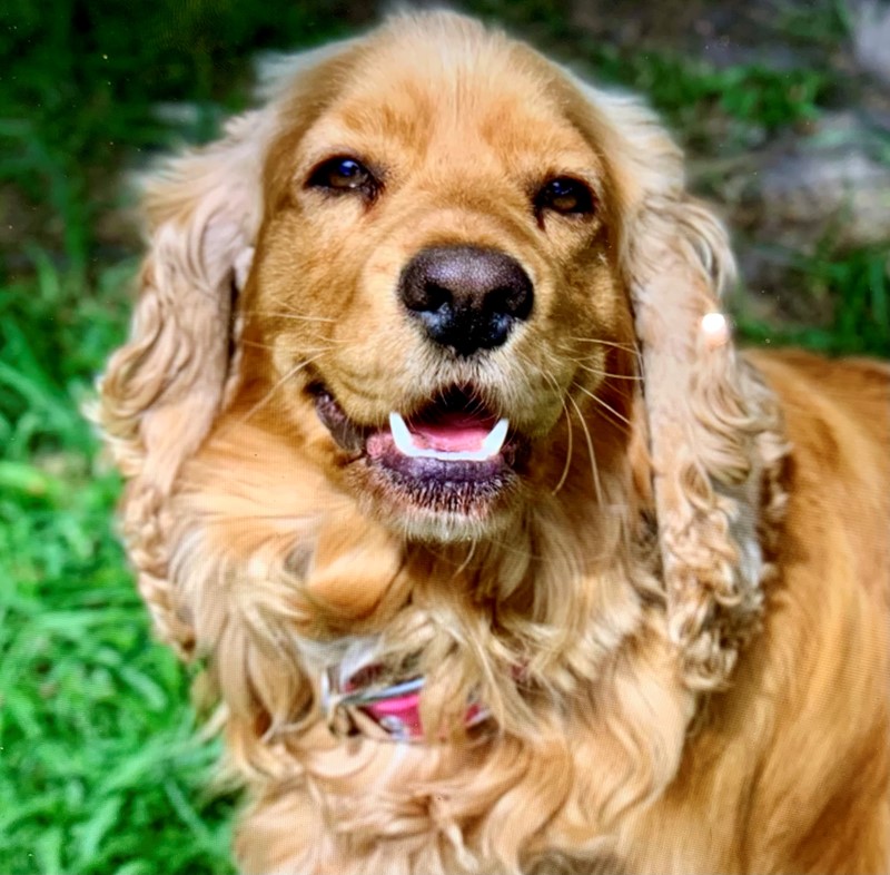 Adopt Sheree from Victoria VIC AdoptADog