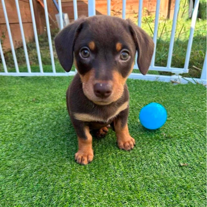 Adopt Taurus from Kallangur QLD AdoptADog