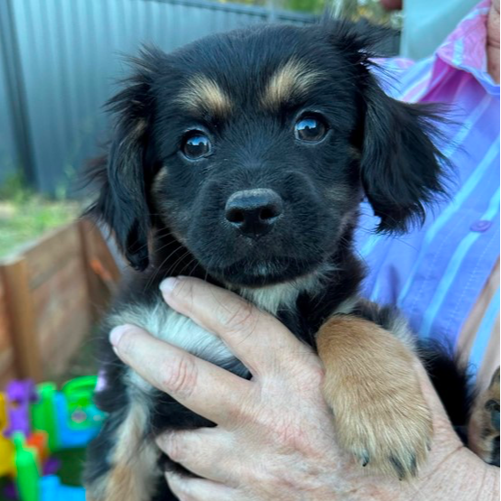 Adopt Smokey from Kallangur QLD AdoptADog