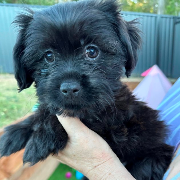 Adopt Flame from Kallangur QLD AdoptADog