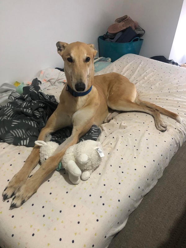 Adopt Sandy from Adelaide SA AdoptADog