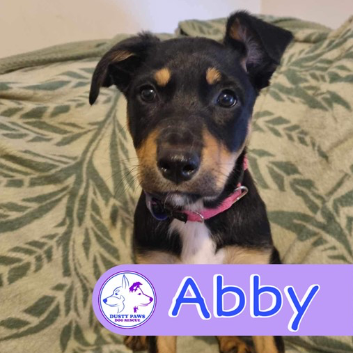 Adopt Abby from Huntfield Heights SA AdoptADog