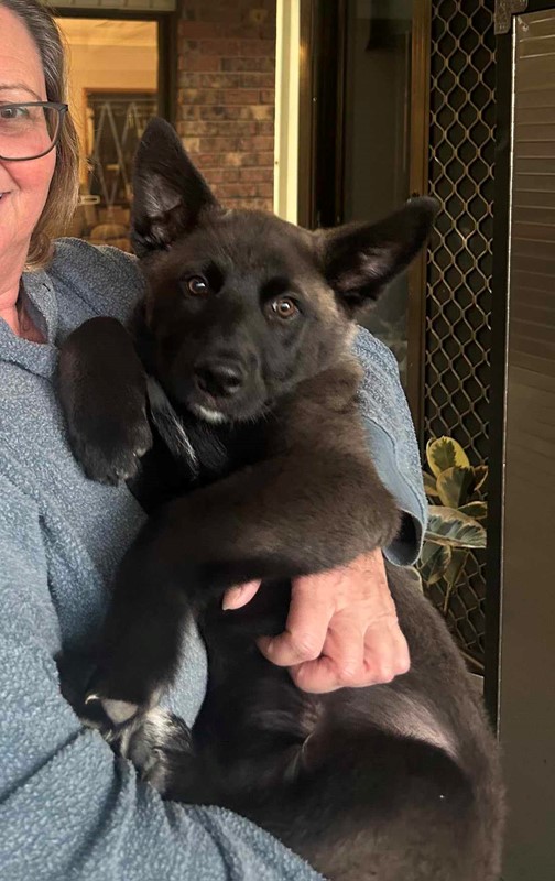 Adopt Marshall from Bendigo VIC AdoptADog